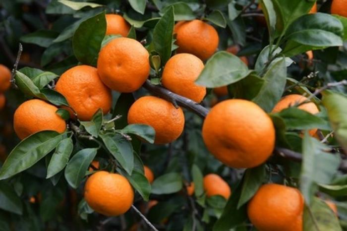 В мандаринах не нашли личинок и червей
