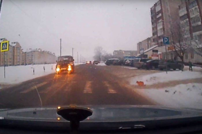 Соблюдающего ПДД белорусского кота сняли на видео