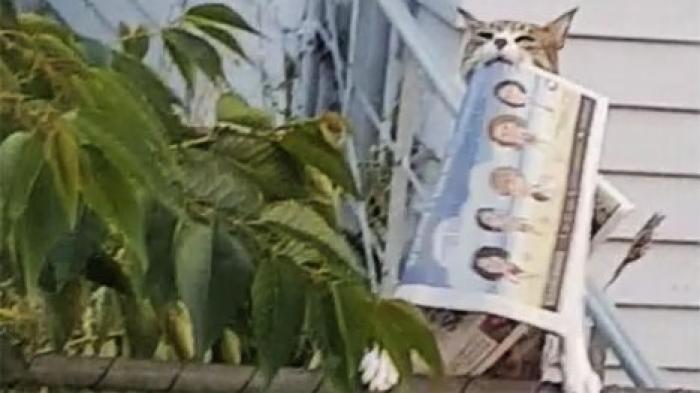 Ворующий газеты кот стал звездой Сети