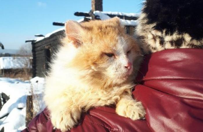 Живет на пепелище дома. Уральский кот Рыжик второй год ждет погибших хозяев