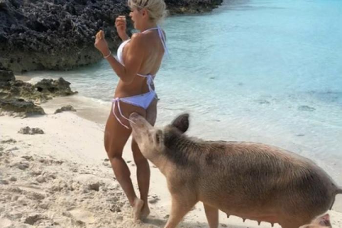 Багамская свинья погналась за моделью и укусила ее за ягодицы
