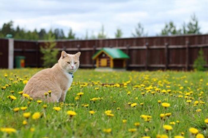 Китаец построил для кошек "умный" дом, который лучше любой квартиры