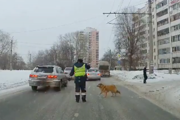 Остановивший движение ради хромого пса полицейский обрел международное признание