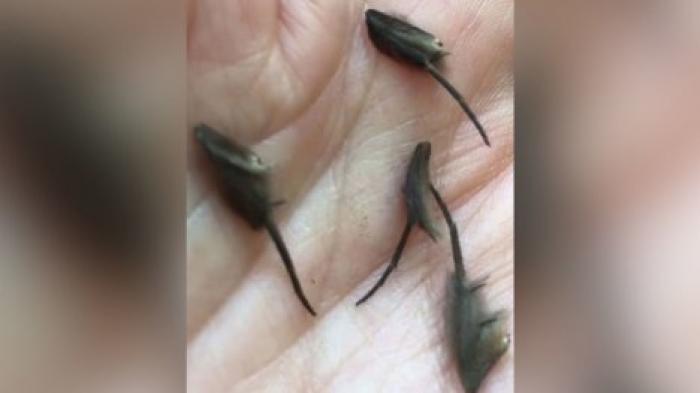 Парень нашел на кухне ползающих существ, которых не смогли опознать даже ученые