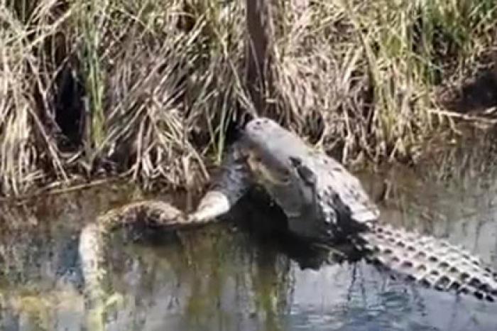 Смертоносная схватка огромного питона и аллигатора попала на видео