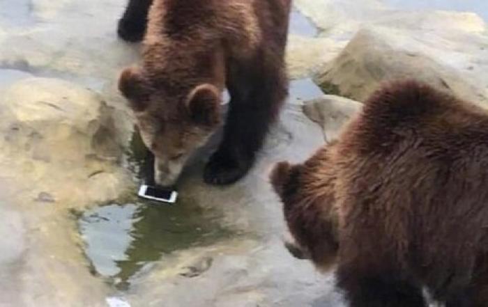 Турист швырнул в вольер к медведям свой iPhone