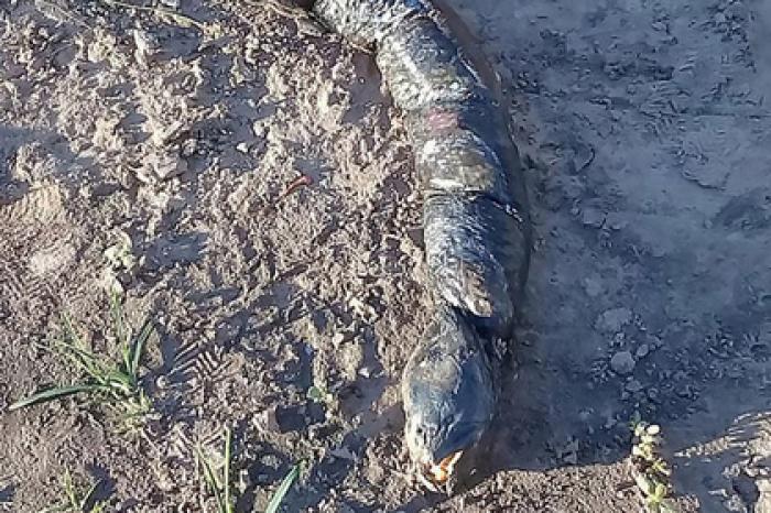 Загадочное существо с человеческими зубами обнаружили среди поля в Аргентине