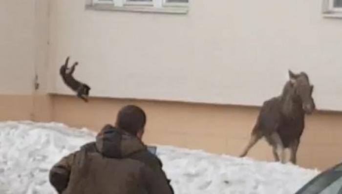 Изгнание лося при помощи кота попало на видео