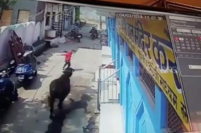 Мальчик чудом избежал гибели под копытами бегущих буйволов
