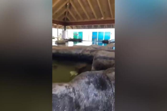 Школьник на спор прыгнул в кишащую акулами воду и выжил