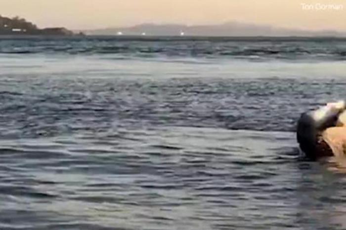 Смертельная схватка морского льва и акулы попала на видео