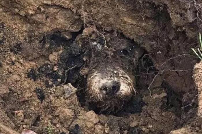 Такса забралась в кроличью нору и пять дней блуждала под землей