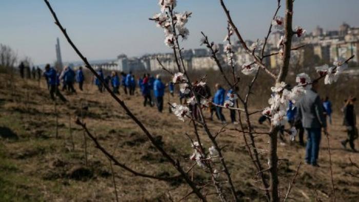 Десятки тысяч саженцев деревьев посадили в рамках кампании по озеленению, инициированной ДПМ
