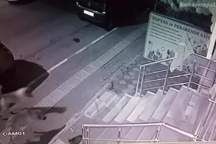 Кот победил стаю из шести собак