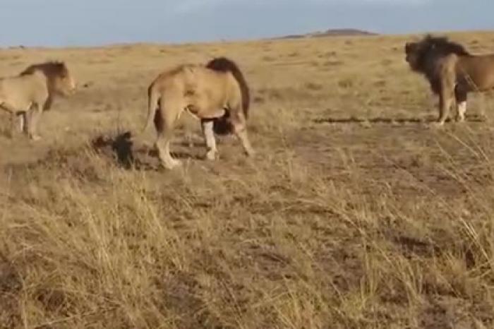 Кровавая схватка молодых львов со старым попала на видео