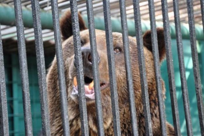 Медведи Ворчун и Маша из столичного зоопарка переедут в новый вольер