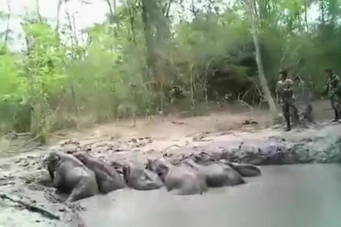 Шесть тонущих в трясине слонят спасали четыре часа