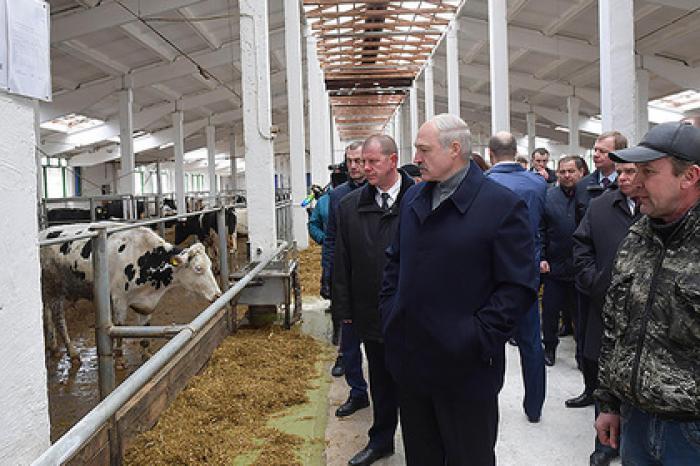 В Белоруссии изъяли газету с карикатурой на «Освенцим» в коровнике