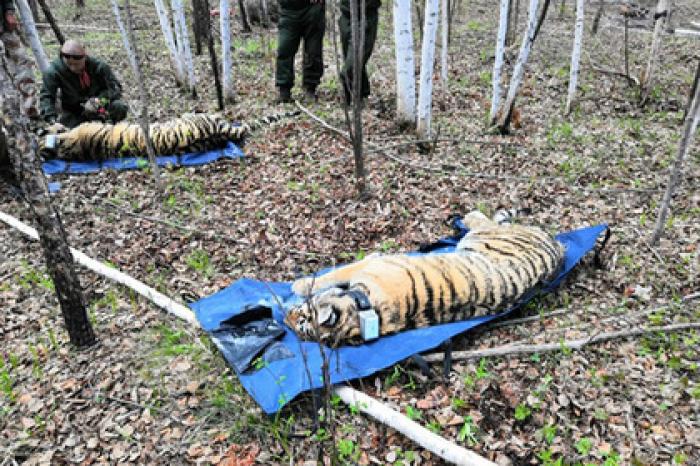 Тигров Павлика и Елену подготовили к самостоятельной жизни