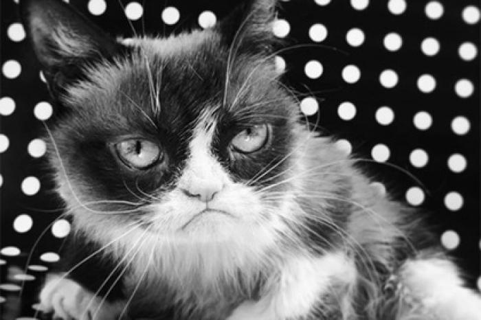 Умерла легендарная сердитая кошка Grumpy Cat