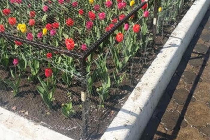 В Красноярске поставили антивандальные клумбы «строгого режима»