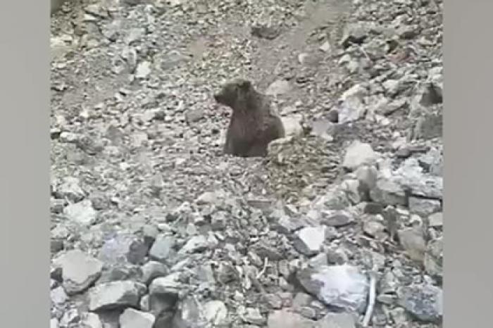 Безжалостное убийство медвежонка попало на видео