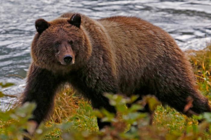 Медведь схватил заснувшего в машине американца