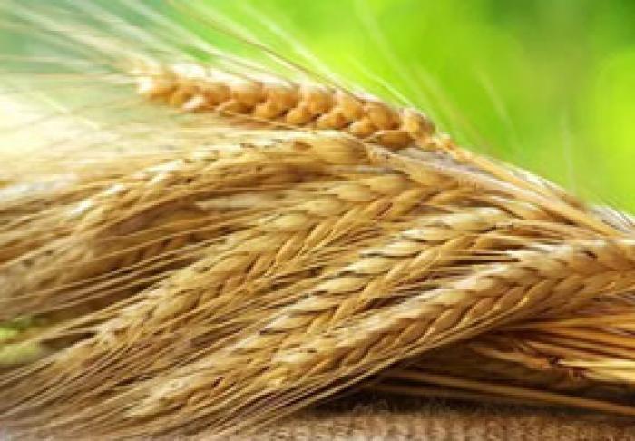 MOLDOVA EXPORTĂ TOT MAI MULTE CEREALE ECOLOGICE ÎN UNIUNEA EUROPEANĂ