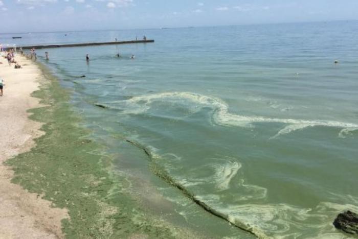 В Одессе "позеленело" Черное море