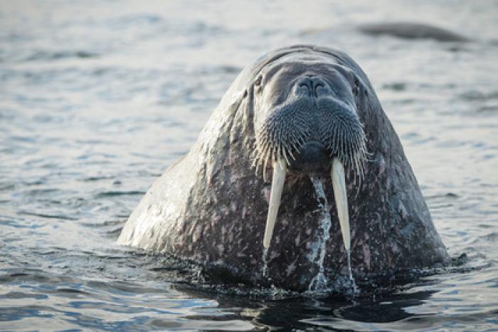Атлантического моржа заметили в заливе Белого моря впервые за много лет
