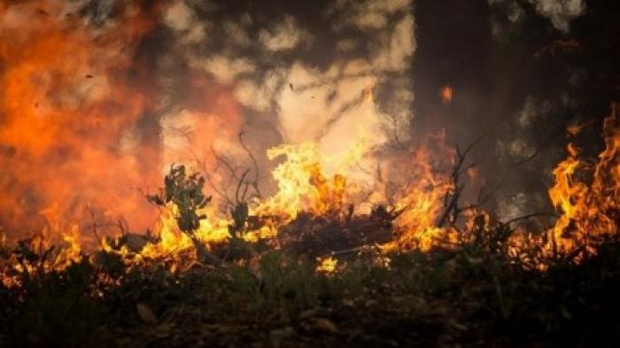 Греческий остров Эвбея захвачен мощным лесным пожаром