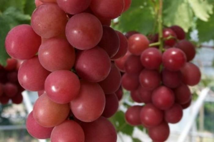 Гроздь винограда "римский рубин" продана за $11 тысяч в Японии