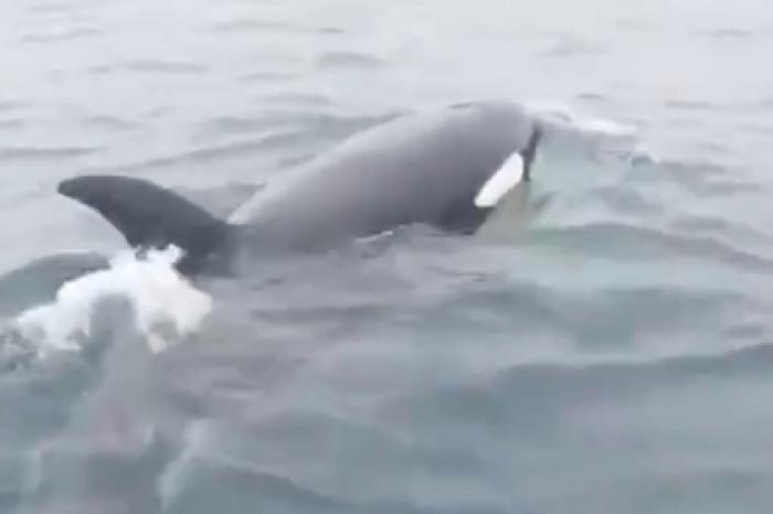 Красноярский депутат опубликовала видео с косатками рядом с Дудинкой