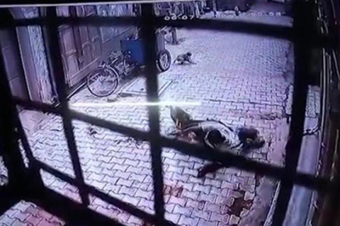 Нападение разъяренных обезьян на мужчину попало на видео