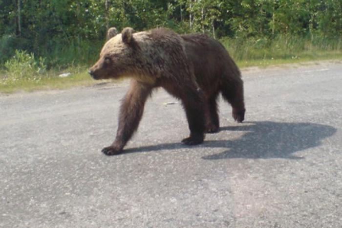 На Ямале снова заметили медведей