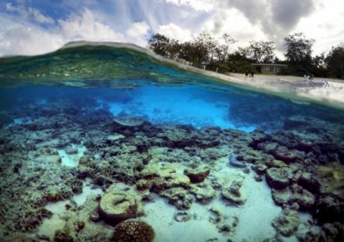 Ученые обнаружили большой массив бурых водорослей в Атлантике