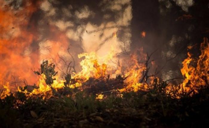 В Греции арестовали виновника пожара на острове Эвбея