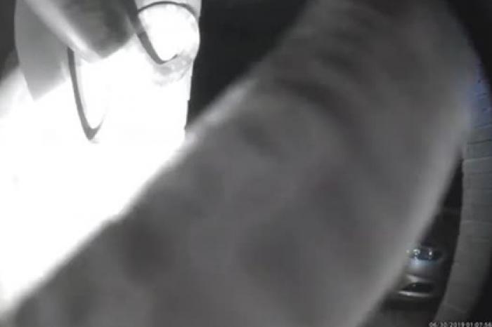 Змея позвонила в дверь после полуночи и попала на видео