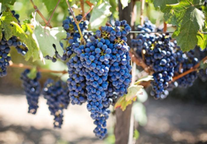 ÎN 2018, MOLDOVA A PROCESAT 350 MII TONE DE STRUGURI, DIN CARE A PRODUS 20 MIL. DECALITRI DE VIN