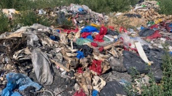 На мусорный полигон в Бульбоакэ свозят останки животных