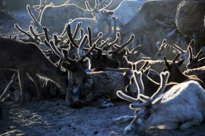 На Ямале привили более 300 тысяч оленей от сибирской язвы