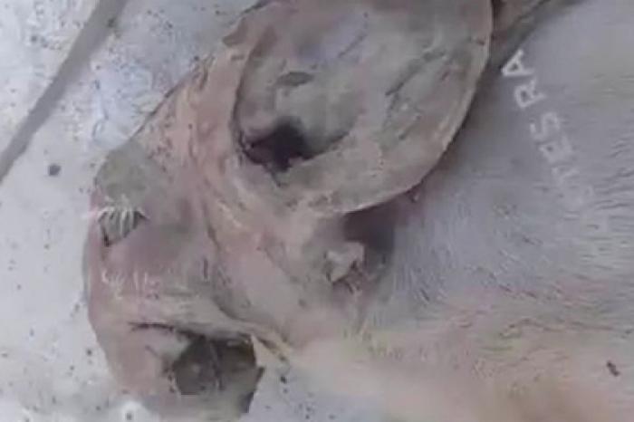 Свинья с мордой слона появилась на свет в Аргентине