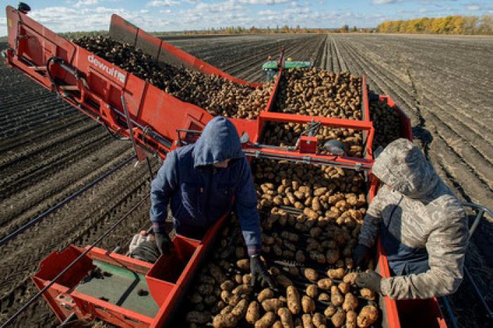В Приморье приготовились к рекордному урожаю овощей