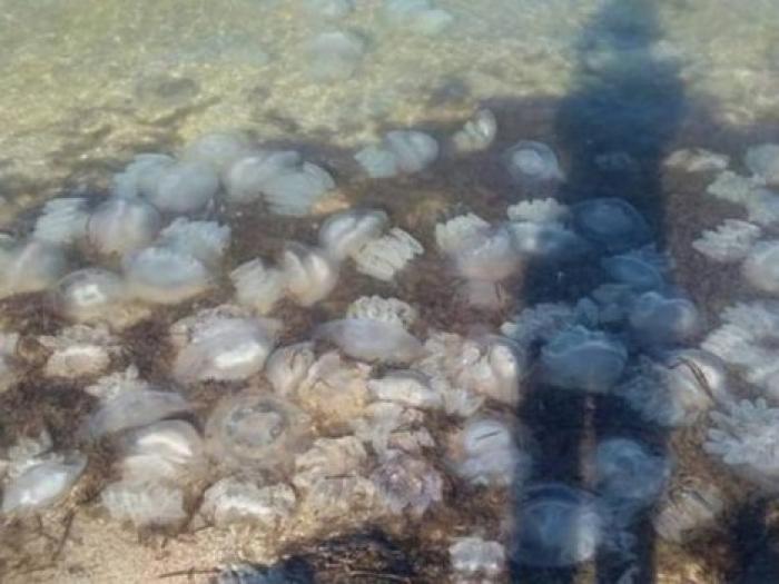 В сети показали видео природной катастрофы в Азовском море