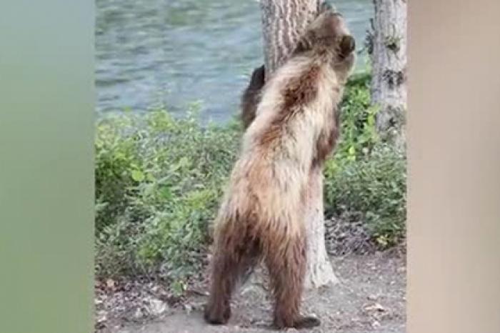 Зажигательный танец медведя попал на видео
