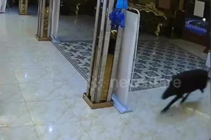 Гигантский кабан вломился в караоке-бар и устроил погром
