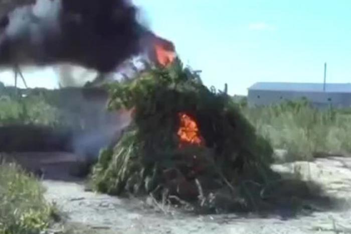 Костер из тонны конопли в Подмосковье попал на видео
