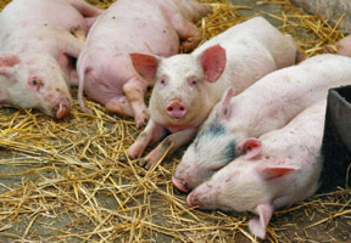 ANSA: ÎN MOLDOVA RĂMÂNE DOAR UN SINGUR FOCAR DE PESTĂ PORCINĂ AFRICANĂ