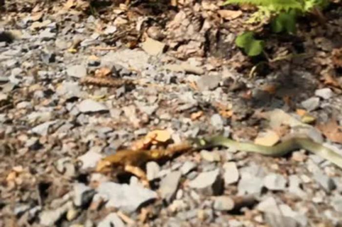 Предсмертные попытки лягушки вырваться из пасти змеи попали на видео