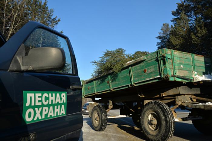 Россиянин получил условный срок за вырубку леса